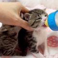 早くミルクが飲みたい子猫と『絶対に譲りたくない子猫』…可愛すぎる『攻防…