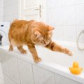 水嫌いなのになぜ？愛猫が『お風呂場をのぞきにくる』5つの理由と気をつけ…