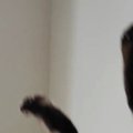 猫の『カッコイイ飛び降りシーン』を撮ったはずが…写っていたのは→『まさ…