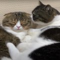 『まったりタイム♡』甘えん坊なパパ猫さんとイケメンな息子猫さん