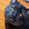『ボス猫を保護』して1日目→先住猫たちと初めて対面した結果…笑ってし…