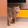 猫の死の危険がある『問題行動』5つ！飼い主にできる対策とは