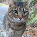 元野良猫といっしょに山を散歩…元気に走り回る姿がかっこよすぎると66…