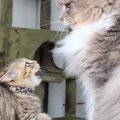 ケンカを売ってきた新入りの保護子猫に…先住猫が見せた『優しすぎる対応』…