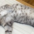 ダイイングメッセージが残っていれば完璧なのに…床で寝ている猫を見た…