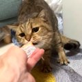 おやつ発見！宝箱で見つけちゃった猫ちゃん♪