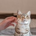 猫が触られるのを嫌がる『体の部位』5つ　苦手に感じる理由から喜ぶ場所ま…