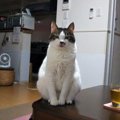 猫に長生きしてもらうために今すぐにできる５つのこと