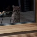 室内を覗き込んできた『ボロボロの子猫』を保護した結果…涙あふれる『…