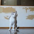 猫たちが集まる『仕事部屋』を作るために…DIYで『ボロボロの廃墟を大改造…