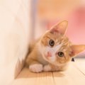 猫とよく目が合う理由とは？6つの気持ち