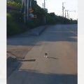 運転中に『何かが飛び出してきた』と思ったら…小さな子猫との『出逢いの光…