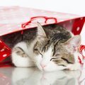 飼い主が袋やダンボールを触ると猫が寄ってくるのはなぜ？4つの心理