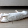 のんびり遊ぶ猫、ポッケさんの詰め合わせ！