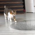 猫に『トリックアートドッキリ』仕掛けてみた結果→予想外の反応に576…