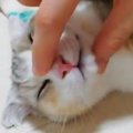 おやつ投入待ち？口を開けて眠る猫さんにツイッター民メロメロ♡