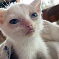 １週間生きられるかわからなかった『ボロボロの子猫』をお世話した結果…涙…