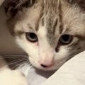 毛布をチュパチュパしていた猫→飼い主さんの視線に気づいた次の瞬間……