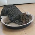 新しい爪とぎをプレゼントされた猫ちゃん達の反応