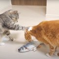 魚の取り合い！先に姉猫へ勝負を仕掛けるも…やっぱりこうなっちゃう妹猫