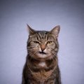 愛猫を叱ったあとの気まずい時間…『上手に仲直り』する方法は？3つの…
