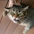 猫に絶対『触っちゃダメ』な5つシーン