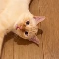 飼い主さんが帰ってきた瞬間…思わず笑顔になる『猫の可愛すぎる反応』…