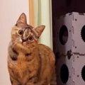 キョトンとした顔で『カメラを見つめていた猫』が、突然……驚きの『変…