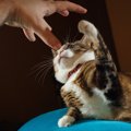 猫が触られた時に『引っ掻く』4つの気持ち　触ってはいけないタイミングと…