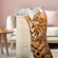猫を満足させる『遊ばせ方』のポイント4つ　反応を示しやすい理由や試せる…