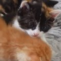 クッションの上にいる『4匹の子猫』→少しずつ体を寄せ合っていくと…可愛す…