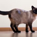 猫がゆーらゆら『尻尾をゆったりと振る』ときのキモチ3選　振る速さが…