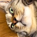 作業をしようとしたら、３匹の猫が順番にやってきて…甘えたくて見せた『ま…