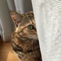 猫が飼い主のことを嫌いになった時にする行動４つ