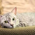 【獣医師監修】エジプシャンマウの平均寿命は何年？長生きのコツや病気も…