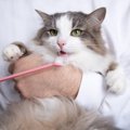 猫の『歯』は抜けたり折れたりするの？5つの原因と注意点