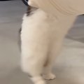 ハンモックの上に挟まっているおもちゃを『取ろうとした猫』…可愛すぎる『…