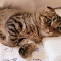 猫が人の枕に乗って寝る理由３つ