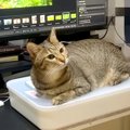 パパのことが大好きな猫→パソコンを使おうとすると、キーボードの上で…１…