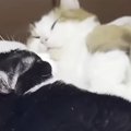 仲良くいっしょに寝ていた猫夫婦→2匹の『おてて』を見ると…とんでもなく尊…