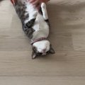 床に寝転がっていた猫の『姿勢』を正してみたら…想像を超えてくる『爆笑の…