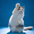 猫が褒めて欲しい時にする5つの行動