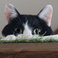 猫があなたを『遊びに誘っている』ときにみせるサイン3つ　実は見逃してい…