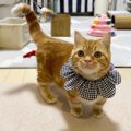 洋服嫌いな猫にもオシャレしてもらいたい！オススメ「映え」グッズ３種