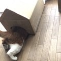 遊びに！隠れ家に！簡単手作りキャットハウス