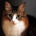 猫には『苦手な色』があるって本当？3つのカラー別に理由を解説
