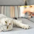 猫の缶詰の選び方とおすすめ商品5選