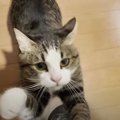 止まらにゃい要求♡愛猫ちゃんの熱烈アプローチの理由とは…?