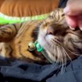 『ひとり占めニャ♪』飼い主さんの足の間から動かない猫くん