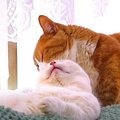 寝る前の毛づくろいが癒やし！仲良しな猫ちゃんたち